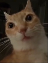 صورة الـavatar