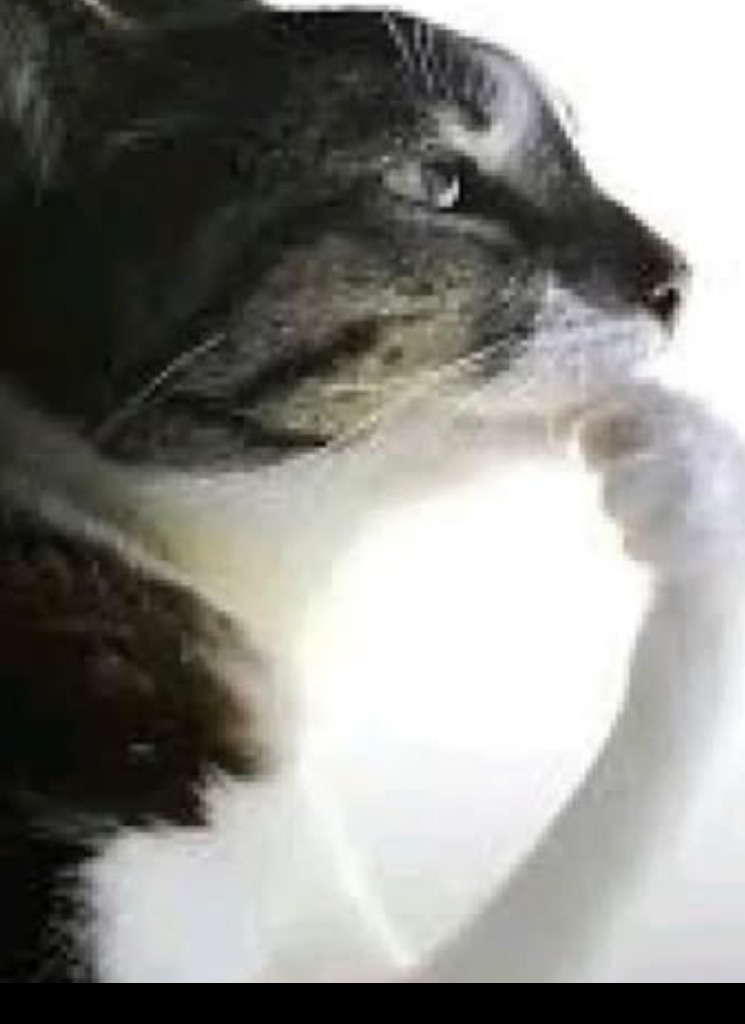 Guest_wanty