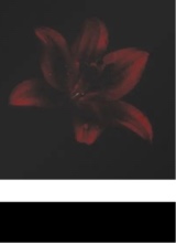 Guest_blackshadow4369