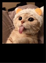 DNDXO