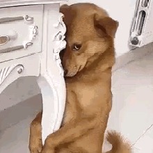 Guest_Ilovetaco11