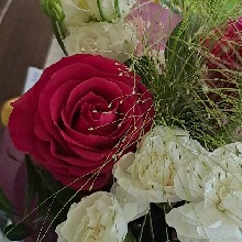 Guest_Estella109231
