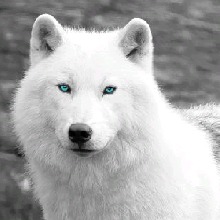 alery5