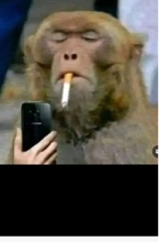 Guest_BANDOMonkey16