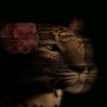 Guest_Janna836520