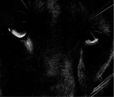 Guest_nightmoon3