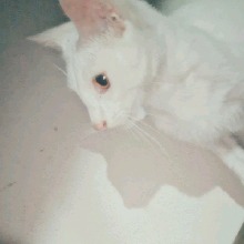 Guest_Libni6
