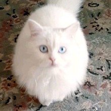 Guest_NoUR453461