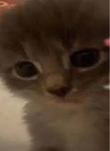 Guest_KittySodaParty