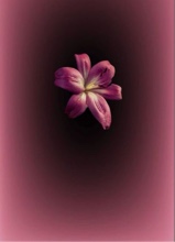 Guest_azariawashere