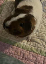 Guest_PeanutButter21
