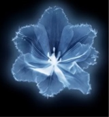 Guest_SOMEONEBLU001