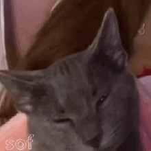 Guest_micaeleyVOID