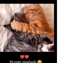 Guest_paulasilva18