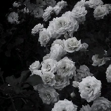 Guest_Serena142586
