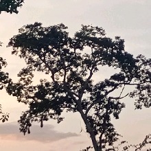 Guest_biafofa12