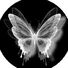 Guest_Ayla1911
