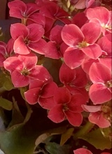 Guest_cheerfulshockinge246
