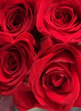 Guest_Rose4571