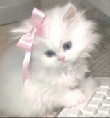 spoiledkitti