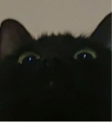 Guest_woopercat