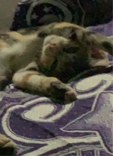 NikoGrrr