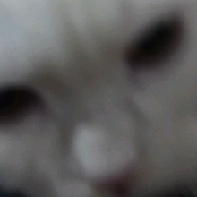 Guest_miavu00no