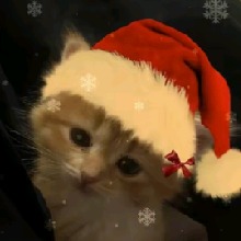 Guest_Lexie261505