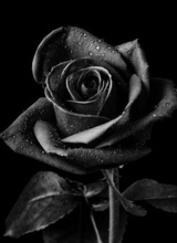 Guest_zara621580