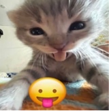 Guest_Konammy