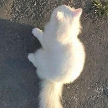 Guest_Mishu12