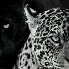 Guest_Nayeli239745
