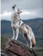 Guest_kalebwolf