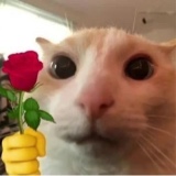 Guest_guisilvw