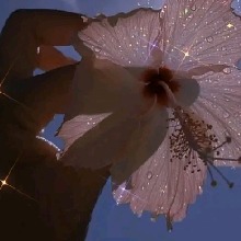Guest_mistyroserosequa16c3