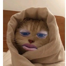 DarCat1