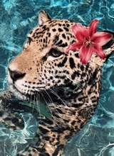 Guest_juju407822