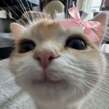 Guest_bonbonzzk