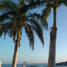 immagine avatar