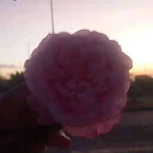 Foto de Avatar
