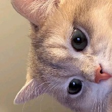 Guest_tearoselavenderp3c7c