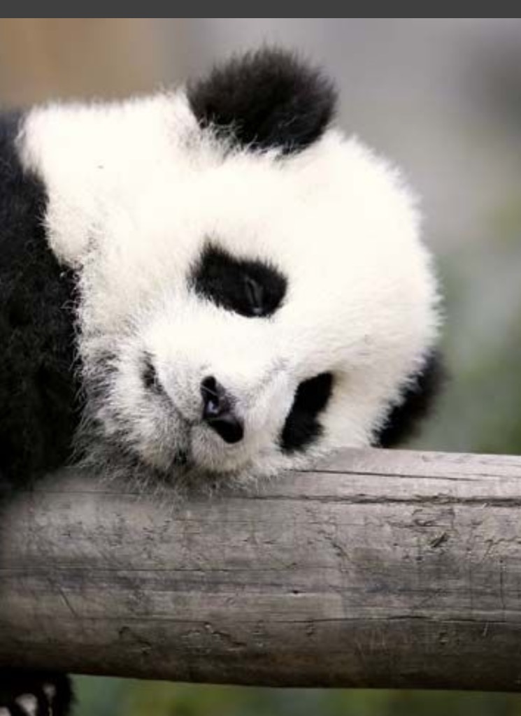 Guest_pandalover227