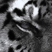 Guest_Hercynite1
