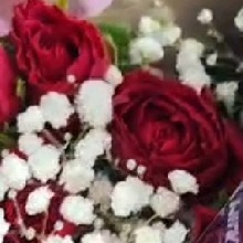 Guest_Lenonia1