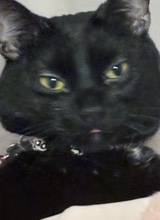 bijz