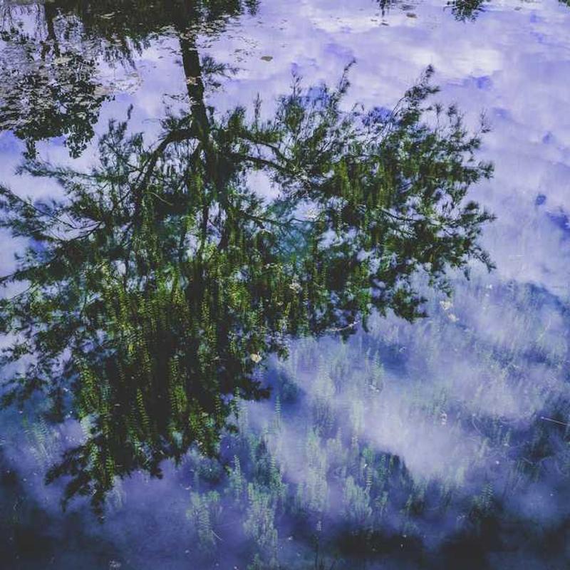DarkFlowerPetal
