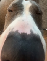 sabishihoe2